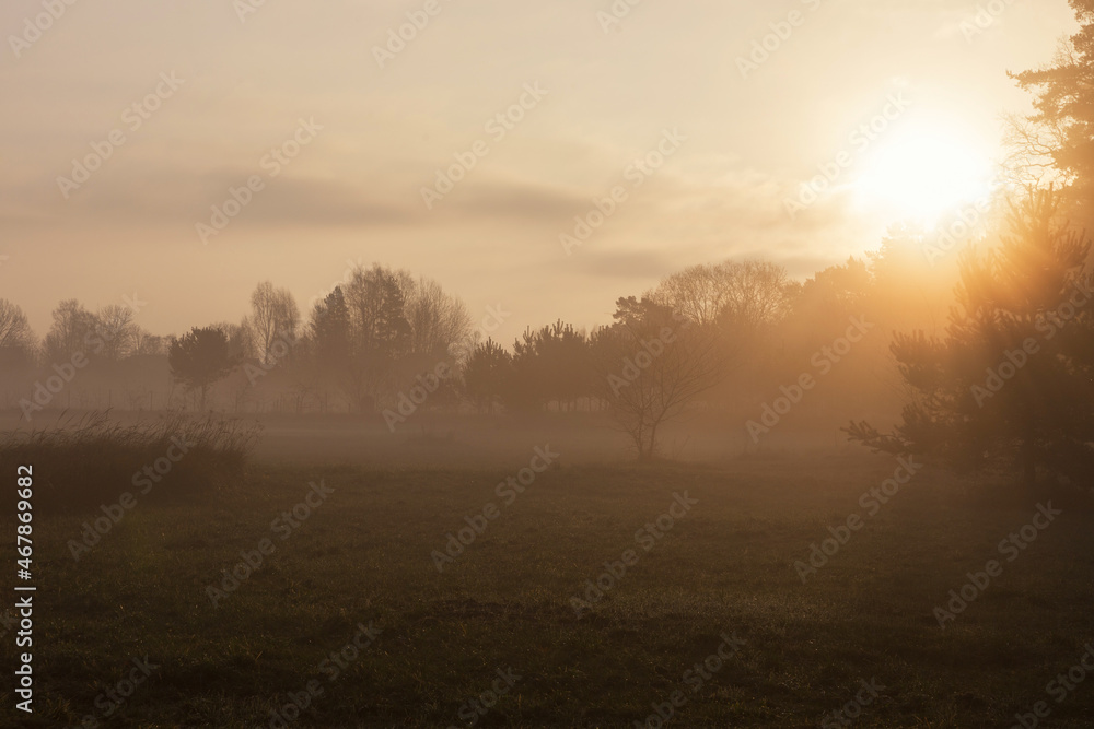 Autumn forest landscape with fog and bright rays of the morning sun