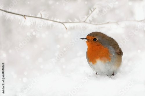 Winter scenery with European Robin bird sitting in the snow within a snowfall. © Tunatura