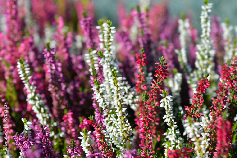 Common heather Common heather