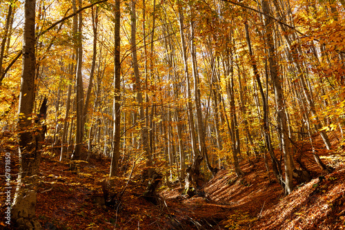 fall colors in the wetland forest of İğneada, Turkey