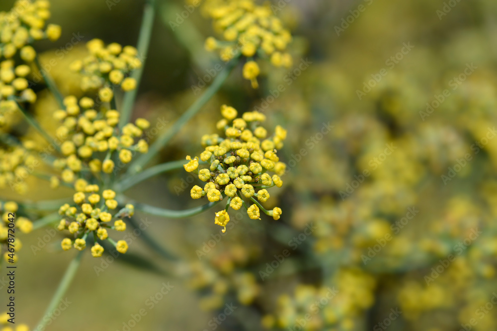Common fennel Common fennel