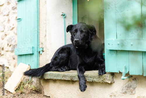 Labrador noir assis sur le rebord d'une fenêtre