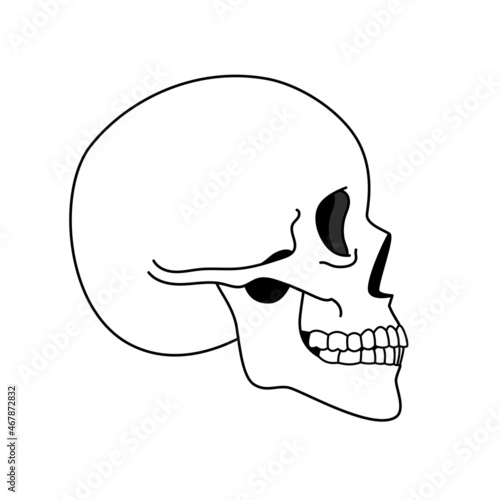 Cranium. Simple side skull minimalistic picture, humanities arts skulls icon, black and white skeleton head profile anatomy line picture vector illustration