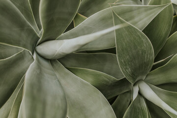 Fotobehang Hotel Donkere vetplant met natuurlijke sfeer  © Rawpixel.com