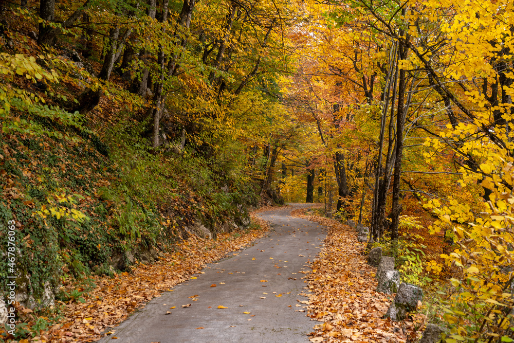 narrow winding road leads through scenic and vibrant colorful autumn forest narrow winding road leads through scenic and vibrant colorful autumn forest