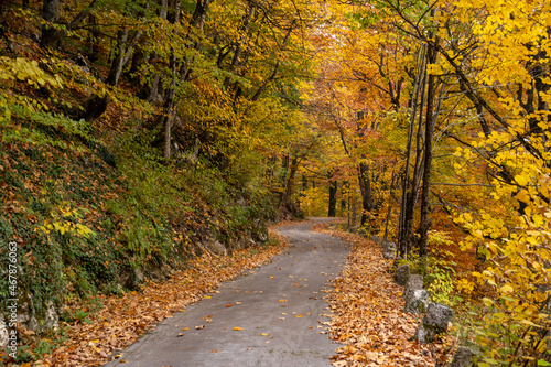narrow winding road leads through scenic and vibrant colorful autumn forest