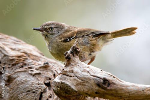 White-browed Scrubwren (Sericornis frontalis) photo