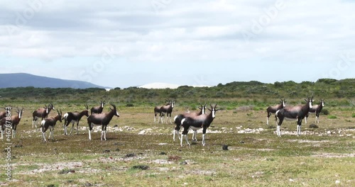 A herd of bontebok on the coastal plain with dunes in the background photo