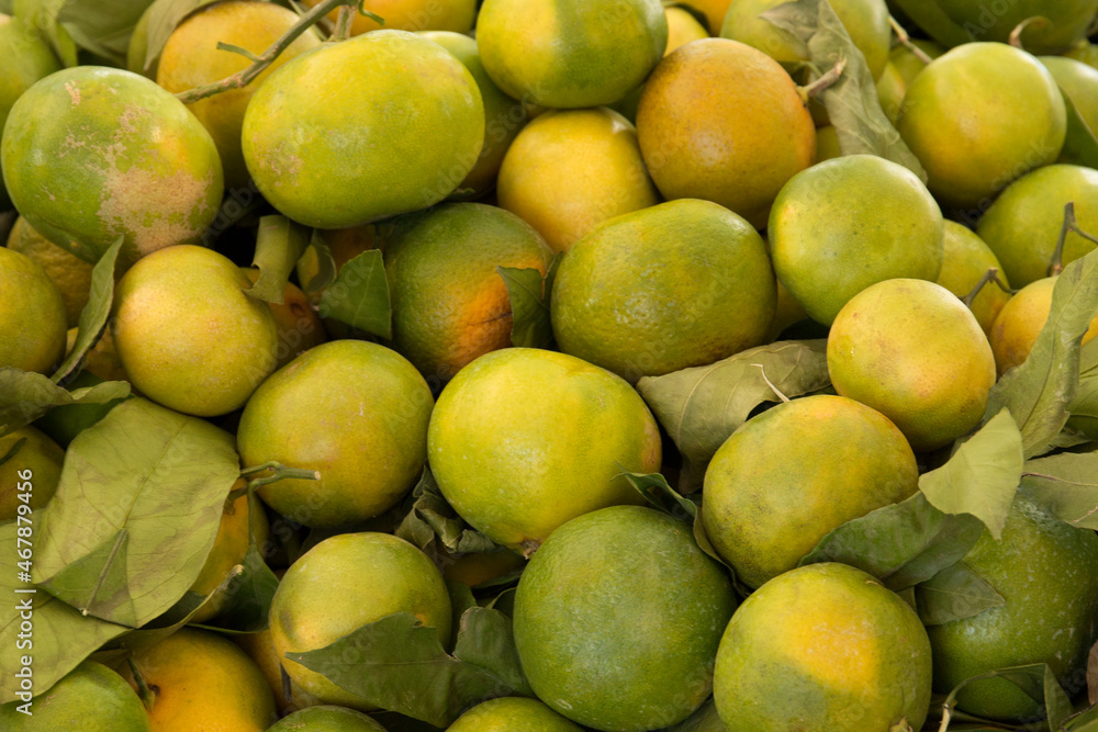 Green tangerines. Unripe citrus fruits.