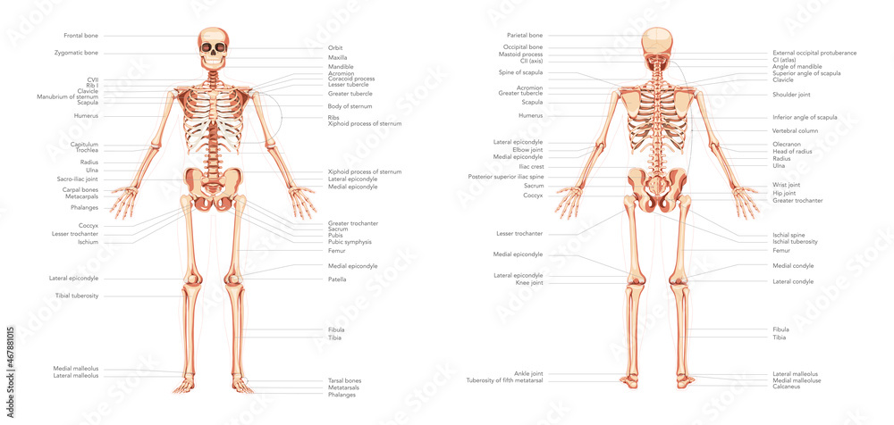 Vettoriale Stock Skeleton Human body diagram anterior posterior front back  view with parts labeled. Set of flat concepts Vector illustration didactic  board of anatomy isolated on white background medical banner | Adobe