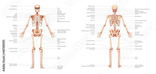 Skeleton Human body diagram anterior posterior front back view with parts labeled. Set of flat concepts Vector illustration didactic board of anatomy isolated on white background medical banner