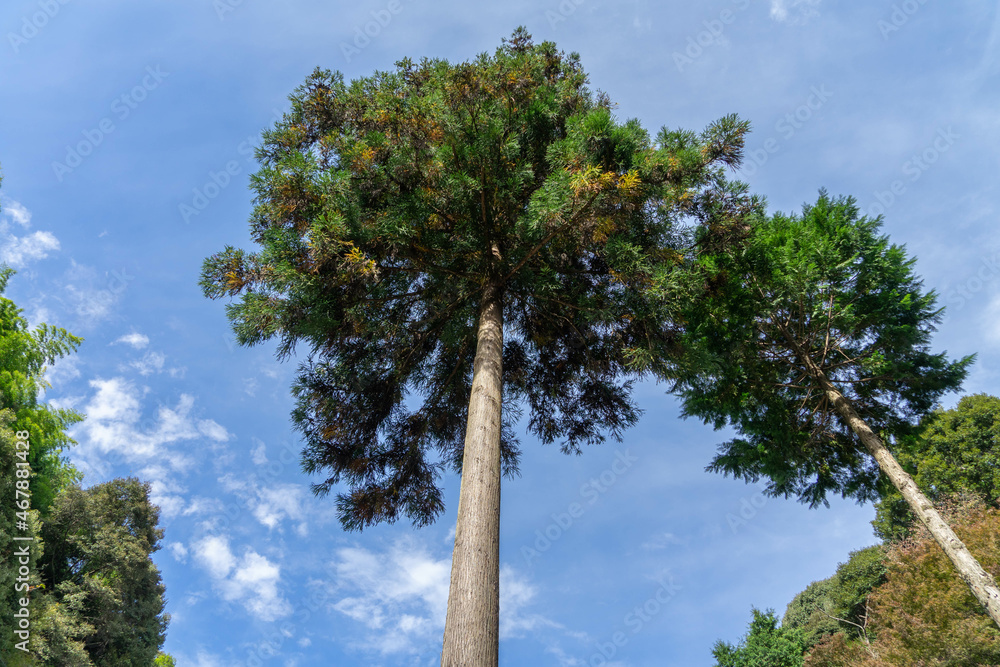 Obraz premium 内々神社