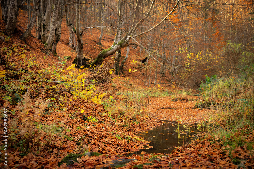 Beautiful and colorful autumn in Bulgaria Beautiful and colorful autumn in Bulgaria
