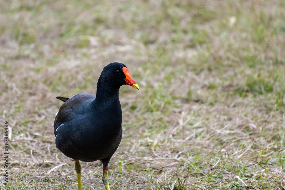 A Common Gallinule in Hilton Head Island, South Carolina A Common Gallinule in Hilton Head Island, South Carolina
