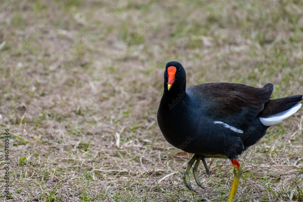 A Common Gallinule in Hilton Head Island, South Carolina A Common Gallinule in Hilton Head Island, South Carolina