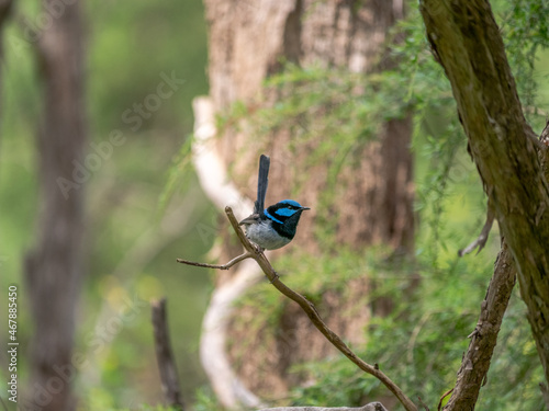 Blue Wren Heading Left