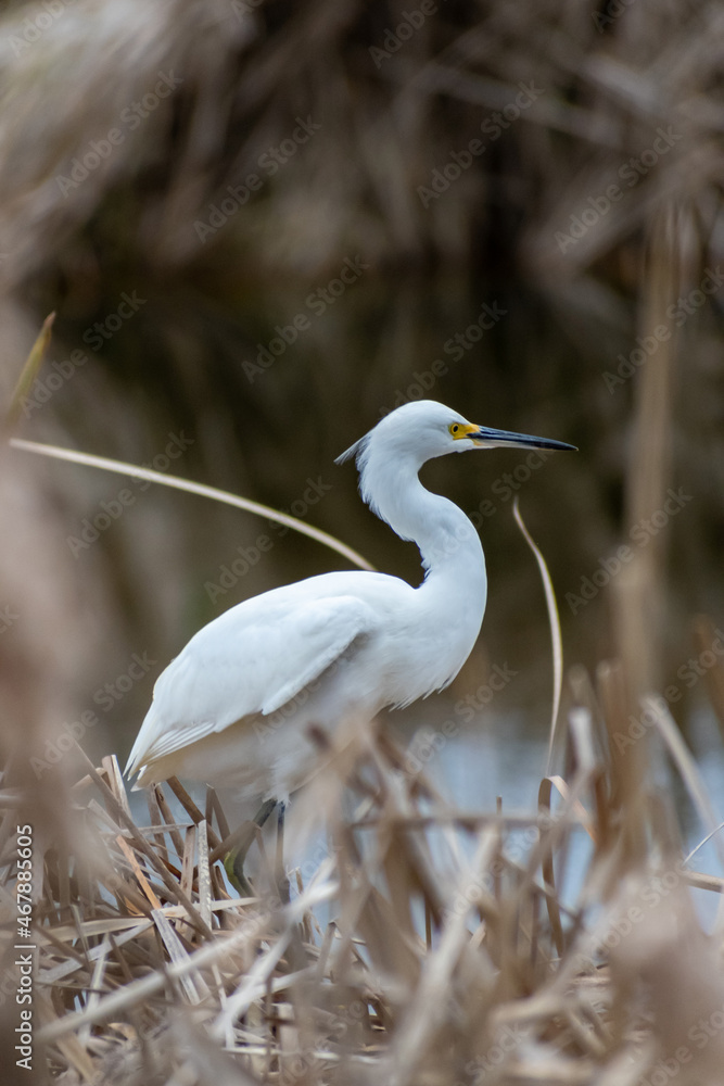 A Snowy White Egret in Hilton Head Island, South Carolina A Snowy White Egret in Hilton Head Island, South Carolina