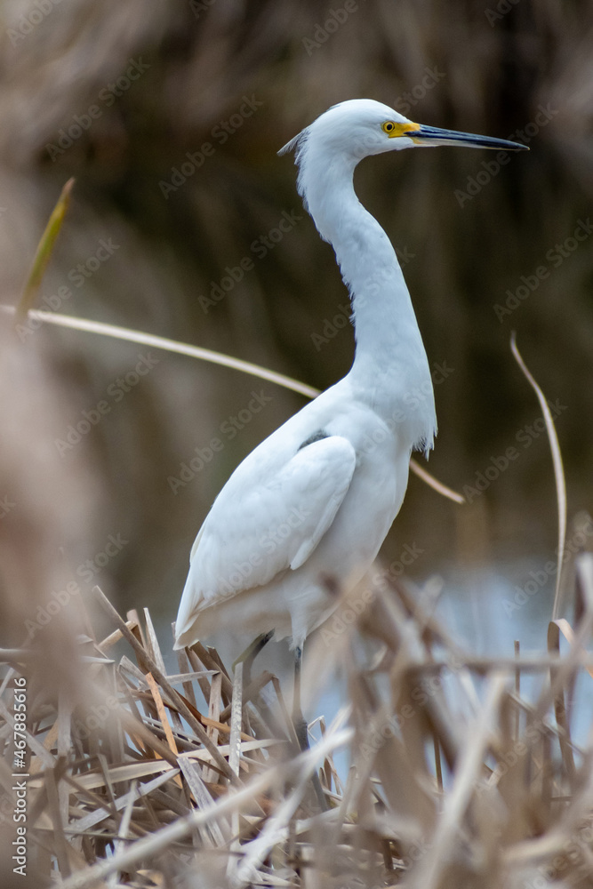 A Snowy White Egret in Hilton Head Island, South Carolina A Snowy White Egret in Hilton Head Island, South Carolina