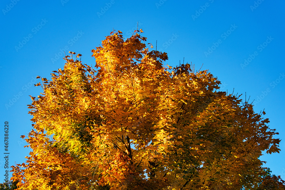 Fototapeta premium Blattgold