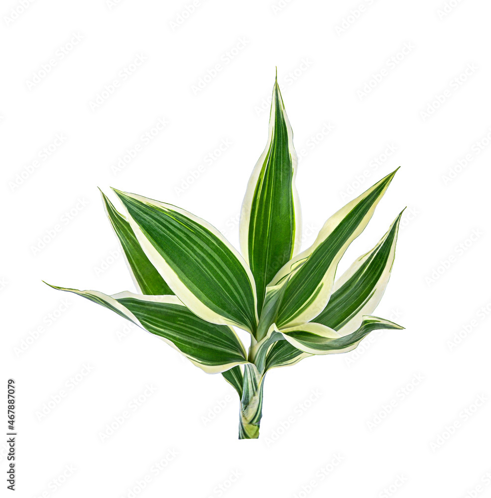 Fototapeta premium Guan Yin Bamboo isolated on white background