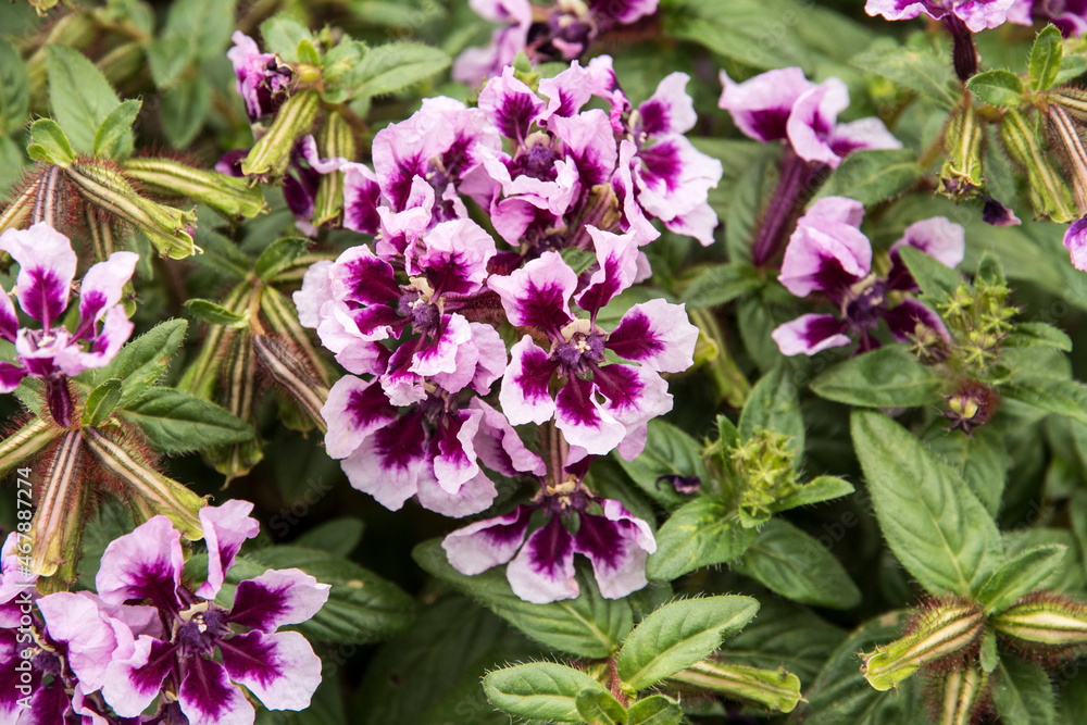 Cuphea llavea 'Lavender Splash' Cuphea llavea 'Lavender Splash'