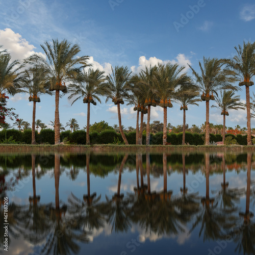 Date palms with blue sky on the background.