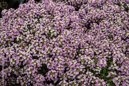 Lobularia maritima  Easy Breezy Pink  or sweet alyssum