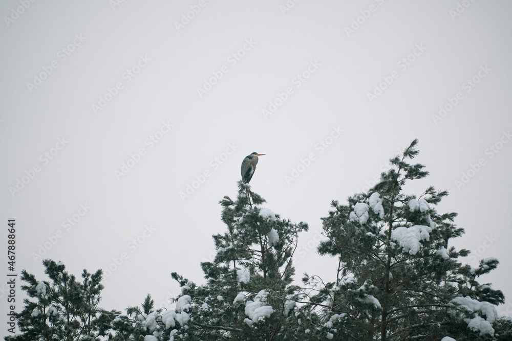 Large heron bird on a tree. Grey waterbird standing on the top of a pine. Overcast winter day in the woodland. Selective focus on the animal, blurred background.