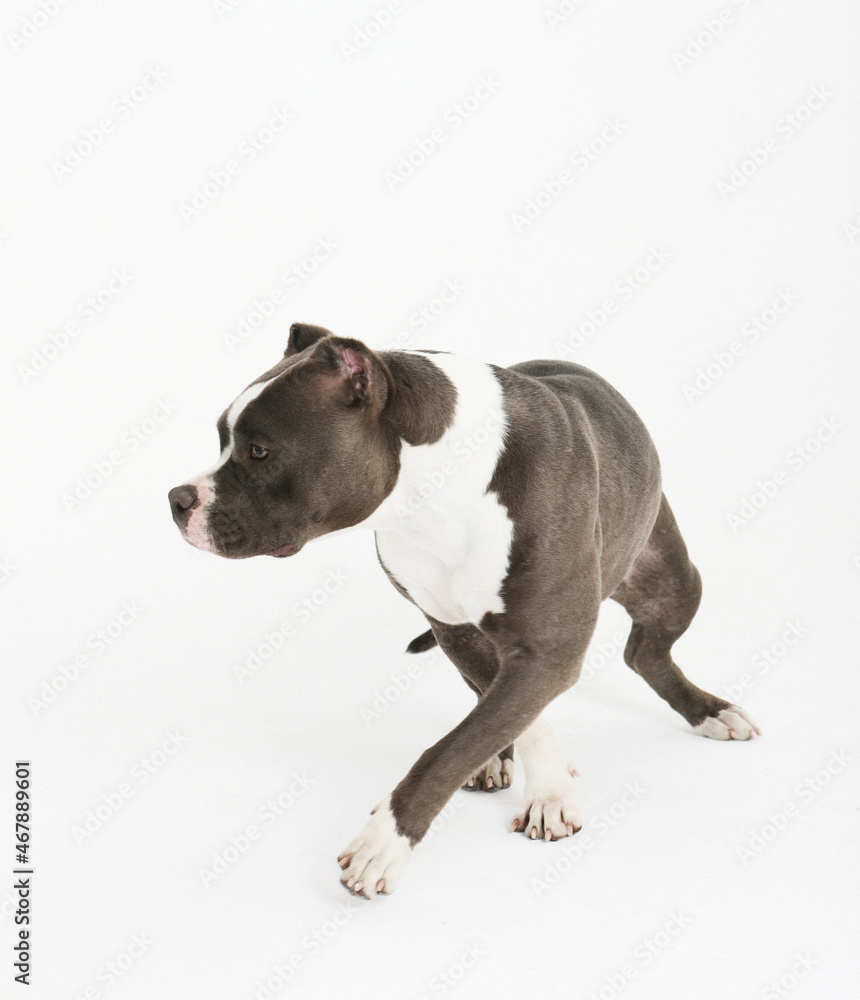 american staffordshire terrier isolated on white background american staffordshire terrier isolated on white background