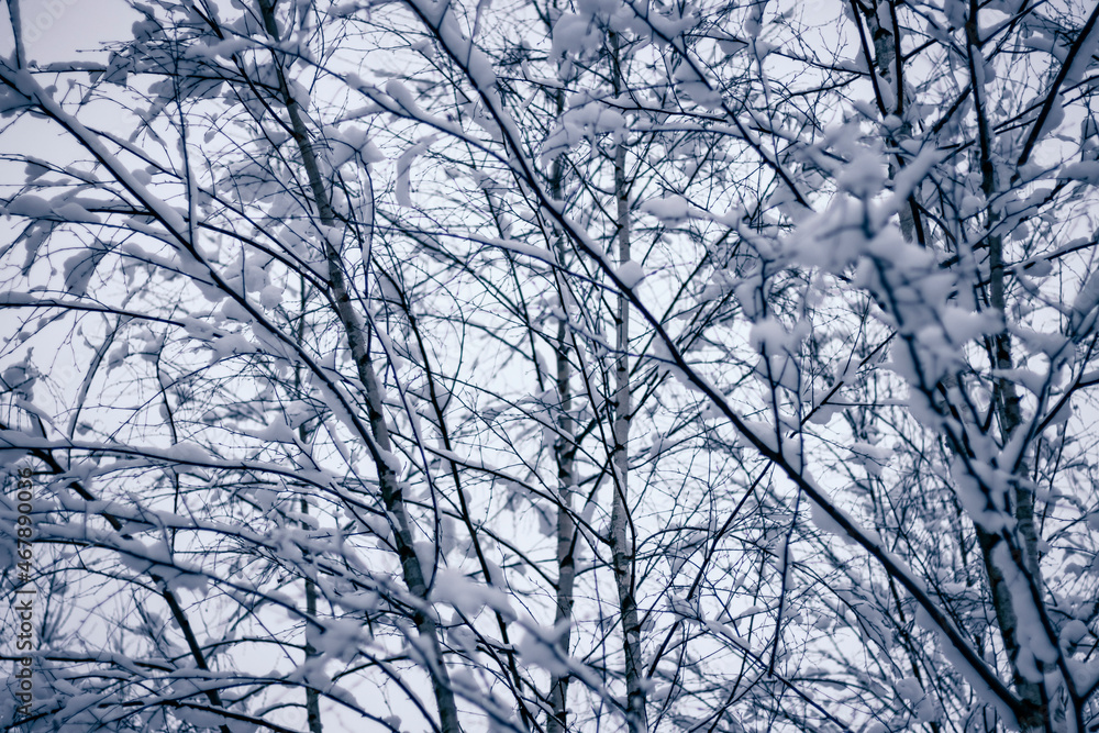 beautiful winter landscape in a snowy forest beautiful winter landscape in a snowy forest