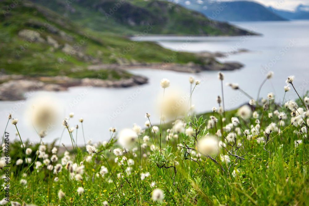 Fototapeta premium Cottongrass on the lake with mountain views. Beautiful scandinavian norwegian landscape