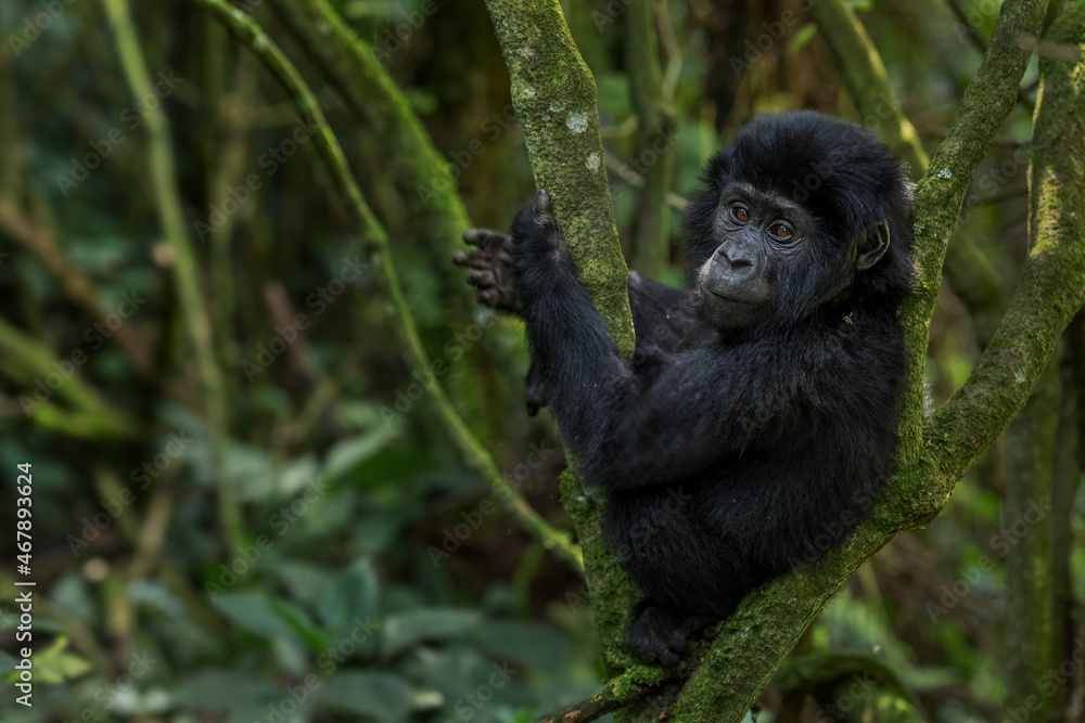 Fototapeta premium Mountain gorilla - Gorilla beringei, endangered popular large ape from African montane forests, Bwindi, Uganda.