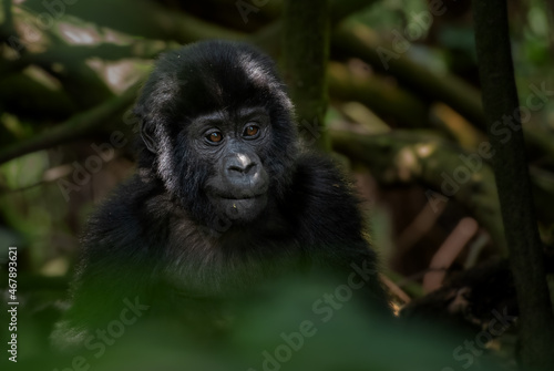 Mountain gorilla - Gorilla beringei, endangered popular large ape from African montane forests, Bwindi, Uganda. © David