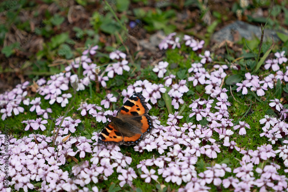 The Small Tortoiseshell (Aglais urticae) The Small Tortoiseshell (Aglais urticae)