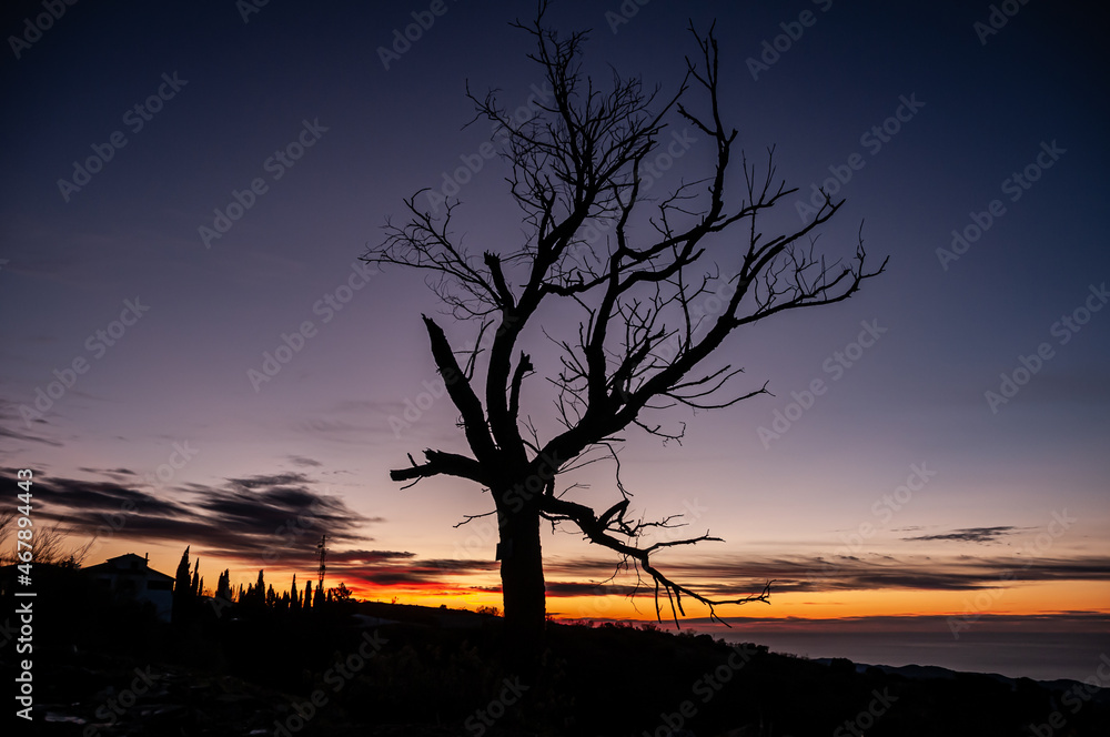 Fototapeta premium silhouette of a tree at sunset