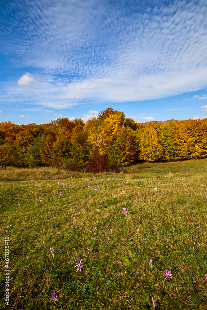 beautiful autumn scenery on a sunny October day. beautiful autumn scenery on a sunny October day.