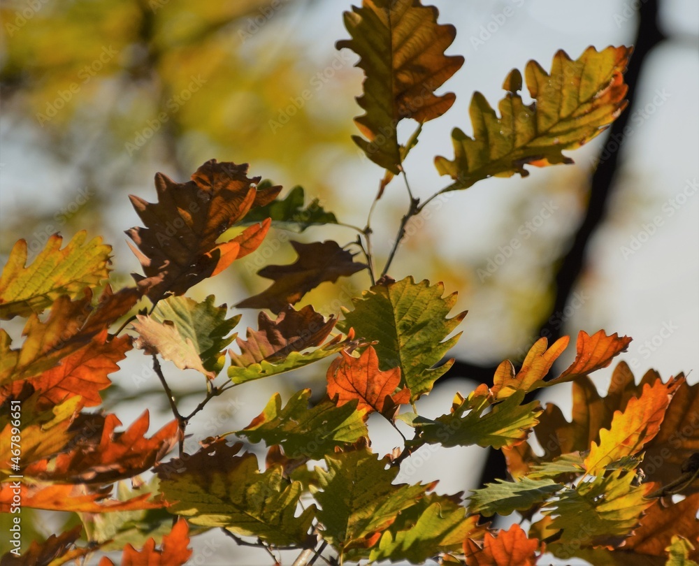 Fototapeta premium autumn leaves in the forest