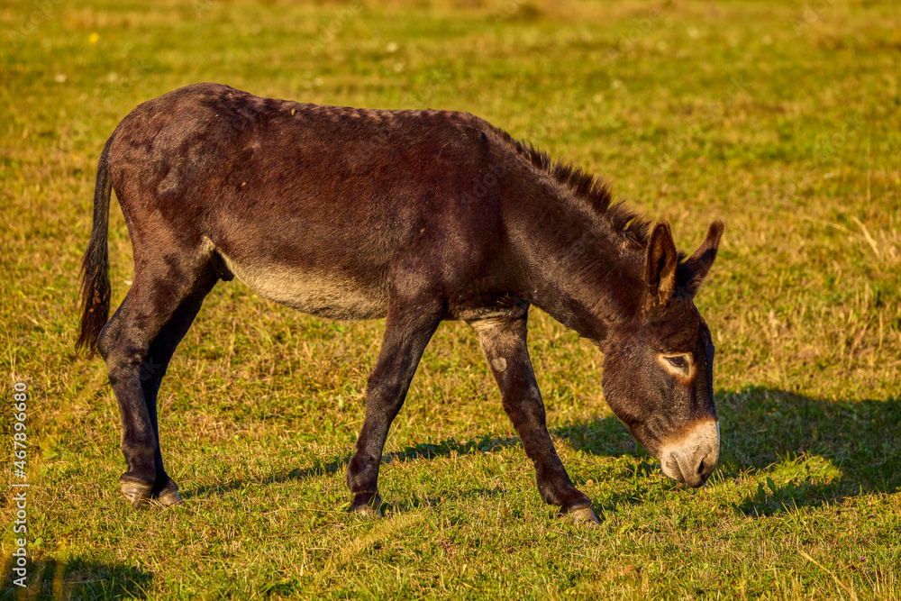 donkey grazing on a meadow in the mountains donkey grazing on a meadow in the mountains