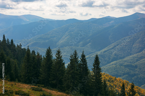 carpathian forested mountains in autumn. beautiful nature landscape on a cloudy day © Pellinni