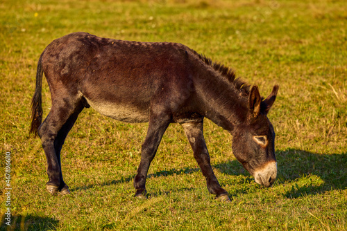 donkey grazing on a meadow in the mountains © czamfir