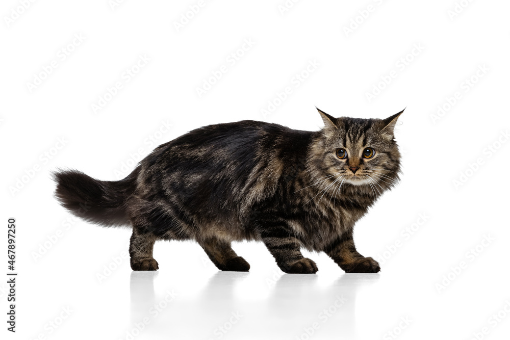 Obraz premium Full-length portrait of adorable gray color Siberian cat posing isolated on white studio background. Animal life concept