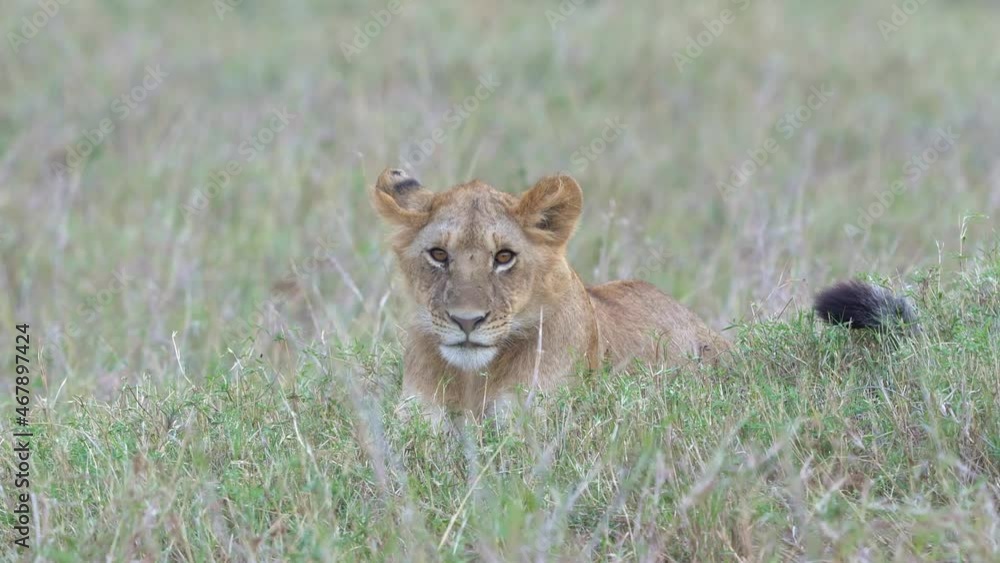 Lion - Panthera leo king of the animals. Lion - the biggest african cat, mother lioness playing with its kittens in the bush in Masai Mara National Park in Kenya Africa. Cute cat and kittens have fun. Lion - Panthera leo king of the animals. Lion - the biggest african cat, mother lioness playing with its kittens in the bush in Masai Mara National Park in Kenya Africa. Cute cat and kittens have fun.