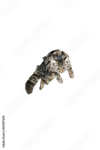 Portrait of beautiful playful Siberian Cat jumping, flying isolated on white studio background. Animal life concept