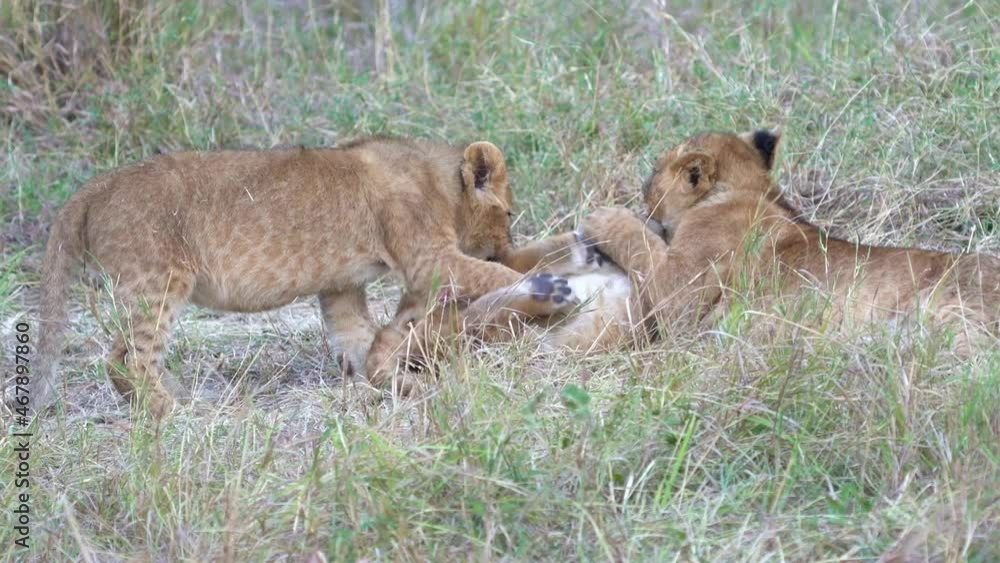 Lion - Panthera leo king of the animals. Lion - the biggest african cat, mother lioness playing with its kittens in the bush in Masai Mara National Park in Kenya Africa. Cute cat and kittens have fun. Lion - Panthera leo king of the animals. Lion - the biggest african cat, mother lioness playing with its kittens in the bush in Masai Mara National Park in Kenya Africa. Cute cat and kittens have fun.