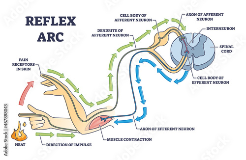 Reflex arc explanation with pain signals and receptor impulse outline diagram. Labeled education neuron direction path scheme with muscle contraction and sensory axon of efferent vector illustration. photo