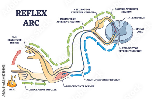 Reflex arc explanation with pain signals and receptor impulse outline diagram. Labeled education neuron direction path scheme with muscle contraction and sensory axon of efferent vector illustration.