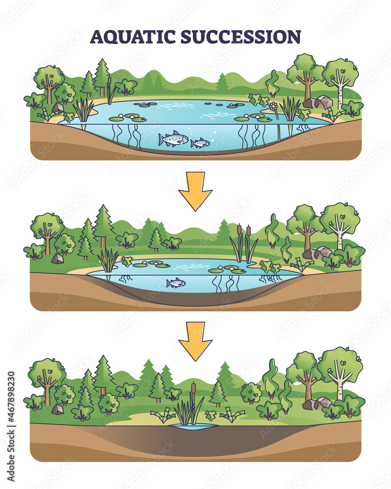 Sukcesja Pierwotna I Wtórna Przykłady Obraz na płótnie Aquatic succession and ecological pond drying process