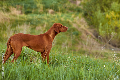 The Hungarian dog breed is on a walk in the summer in nature. The dog plays with its master.