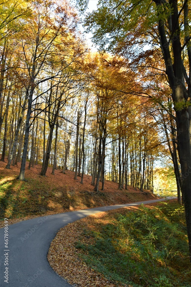Fototapeta premium autumn in the forest