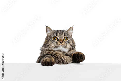 Fotografia Close-up portrait of beautiful Siberian Cat posing isolated on white studio background